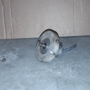 Encoder WDG 40A-15-AB-G24-K2-030 